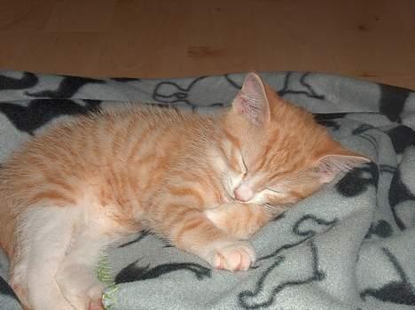 Huskat Garfield billede 11