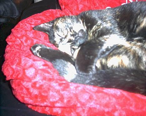 Huskat Perle billede 1