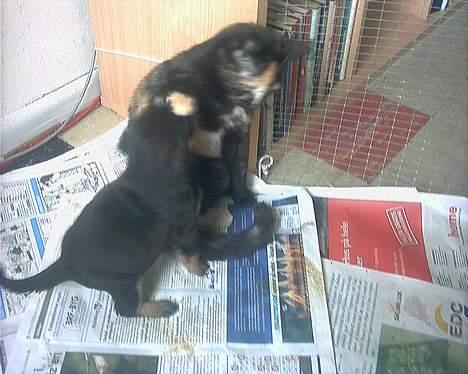 Huskat Perle billede 2