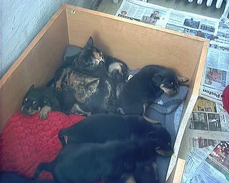 Huskat Perle billede 3