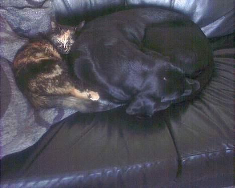 Huskat Perle billede 4