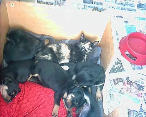 Huskat Perle billede 5