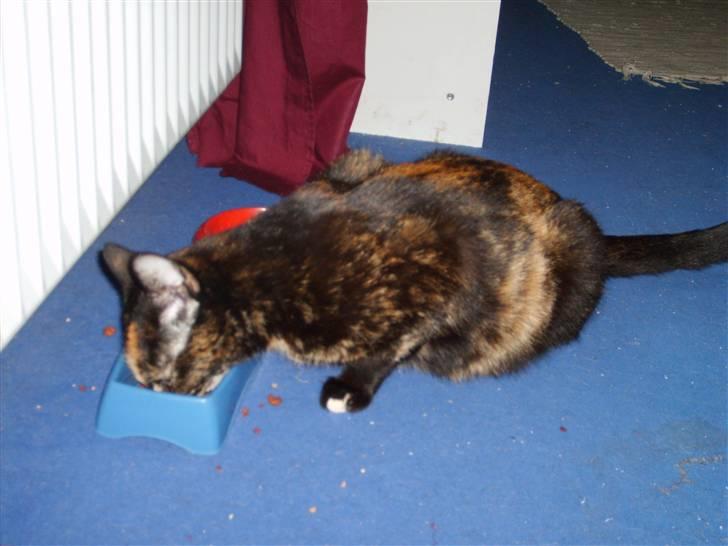 Huskat Perle billede 6