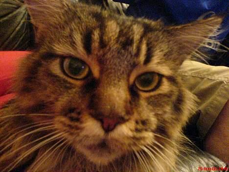 Maine Coon Savincoon Woodstock  - Se mit smukke ansigt :) billede 5