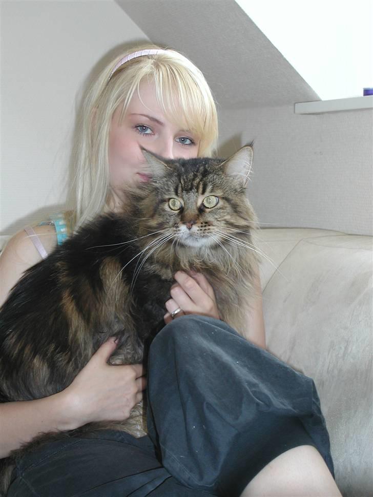 Maine Coon Savincoon Woodstock  billede 6