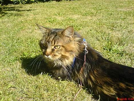 Maine Coon Savincoon Woodstock  - Nyder livet i haven billede 7