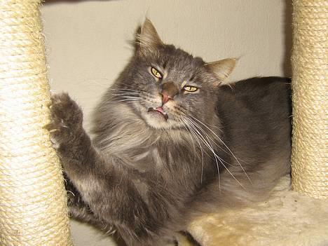 Maine Coon Mao - Er jeg ikke bare dejlig:-) billede 1