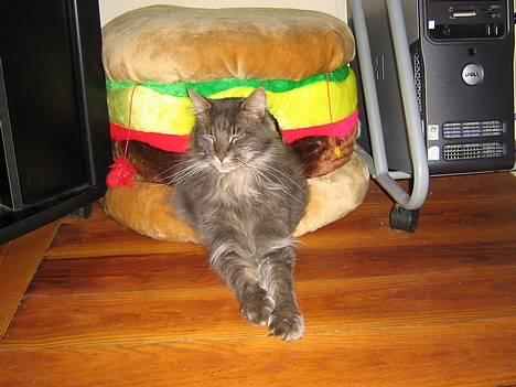Maine Coon Mao - Hulernes konge eller bare burger king :-) billede 2