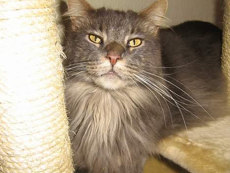 Maine Coon Mao billede 3