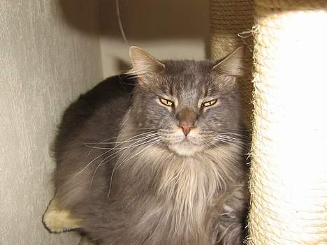 Maine Coon Mao billede 4