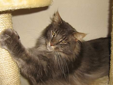 Maine Coon Mao billede 5