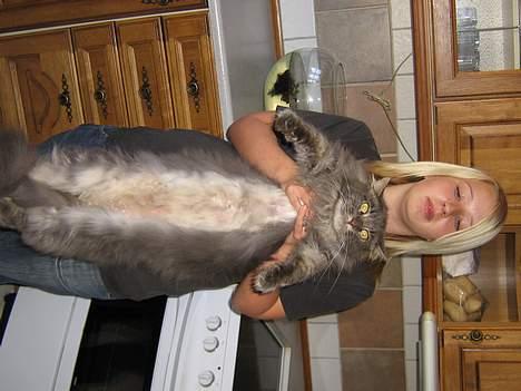 Maine Coon Mao billede 6