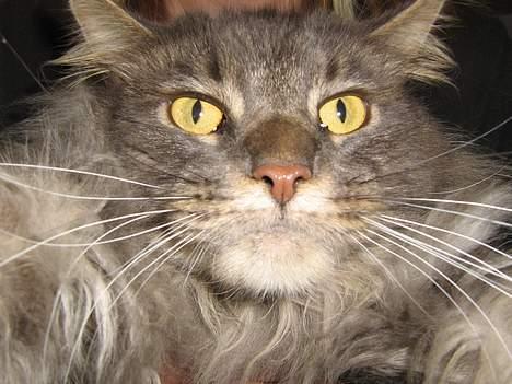 Maine Coon Mao billede 7