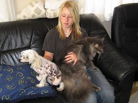 Maine Coon Mao - Øv hvorfor skal jeg sidde her sammen med hunden:-( billede 8