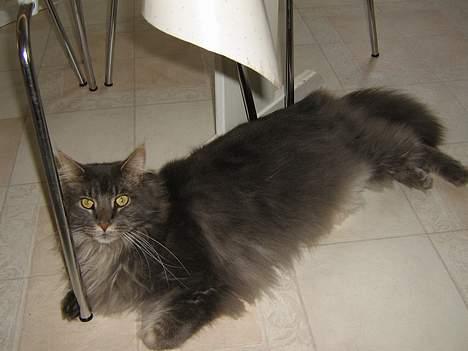 Maine Coon Mao billede 9