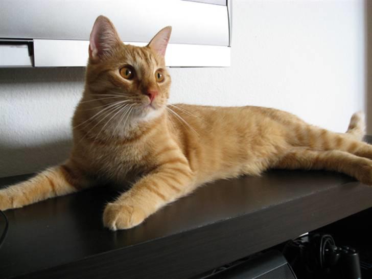 Huskat Louie- forsvundet..:( - Sikke en flot "herre" ..:) billede 1