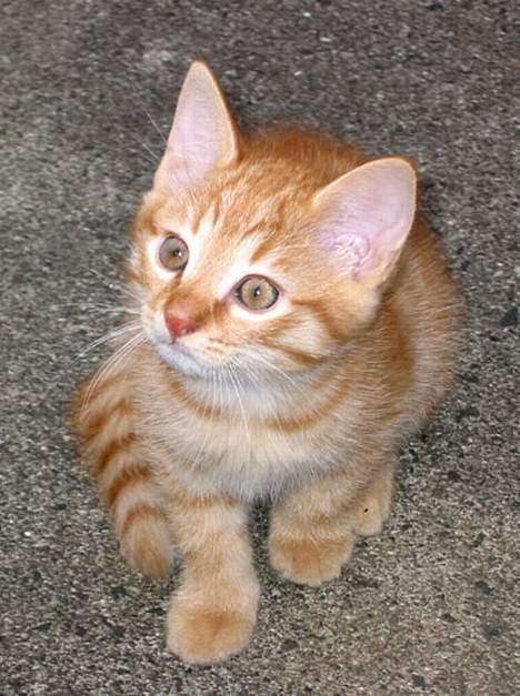 Huskat Louie- forsvundet..:( - Er jeg ikke bare SÅ nuser!!? :D billede 2