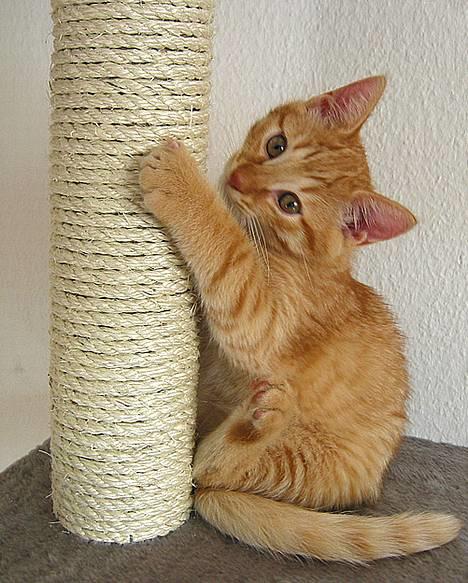 Huskat Louie- forsvundet..:( - Første gang på kradsebrættet... (Vi håber at det BLIR på kradsebrættet - Og ikke møblerne, hehe) billede 3