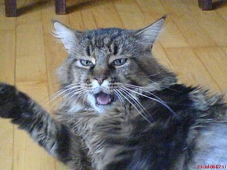 Maine Coon Savincoon Woodstock  - Jeg er en faaarlig tiger! billede 8