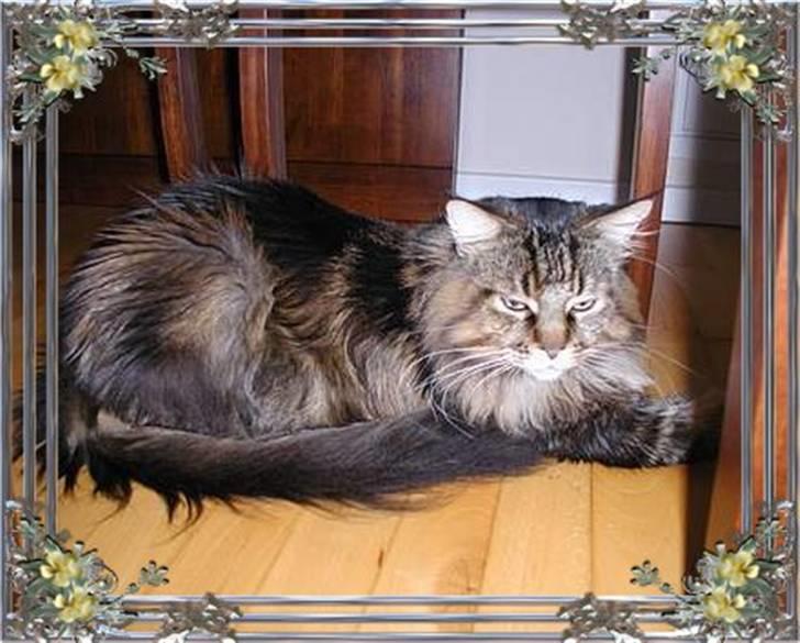 Maine Coon Savincoon Woodstock  - Flader lidt ud under spisebordet billede 9