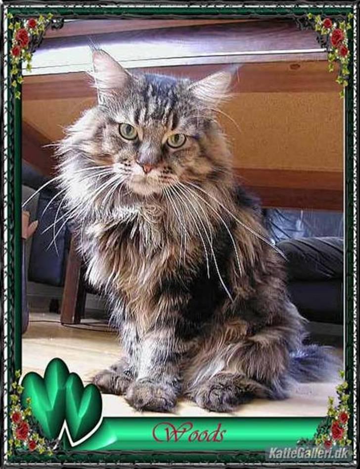 Maine Coon Savincoon Woodstock  - Jeg elsker at få taget billeder... billede 10