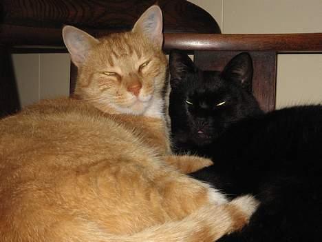 Huskat Frederik - Evig kamp om ynglingsstolen *G* billede 18