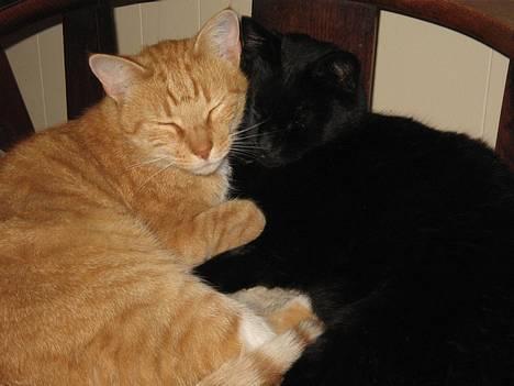 Huskat Frederik - Når man ikke kan vinde, må man dele ; )) billede 19