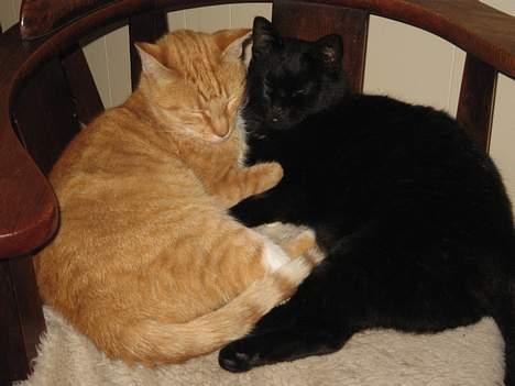 Huskat Anubis billede 14