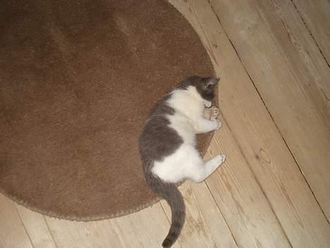 Huskat Kelly - Dø mus, dø! billede 9