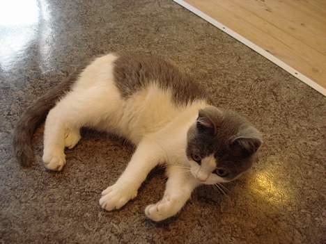 Huskat Kelly - Åh suk, lad nu være med at følge efter mig billede 10