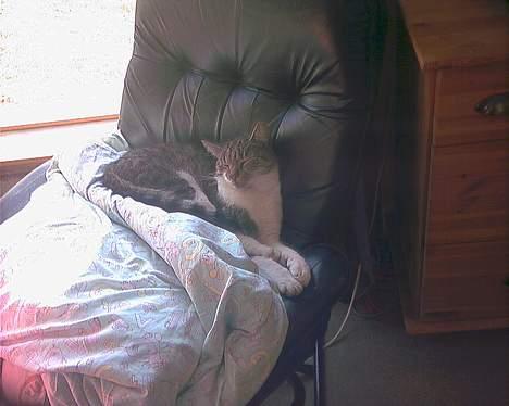 Huskat Pjerrot billede 1