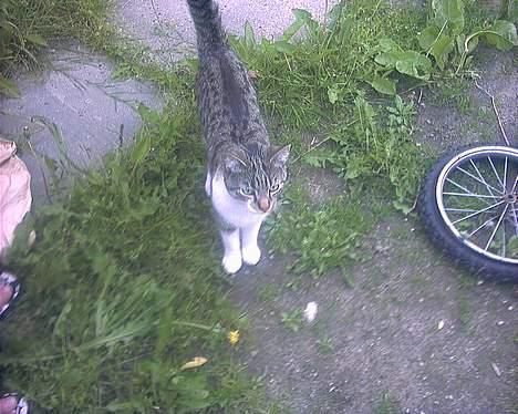 Huskat Pjerrot billede 2