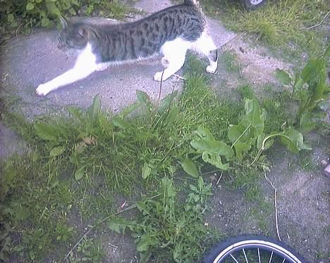 Huskat Pjerrot billede 3