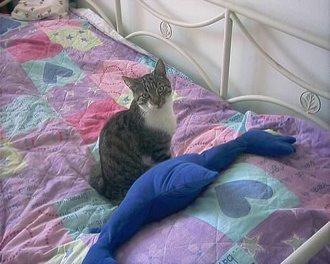 Huskat Pjerrot billede 4