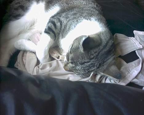 Huskat Pjerrot billede 5