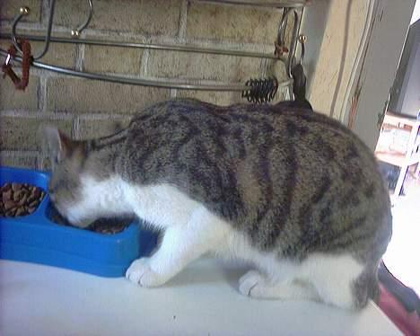 Huskat Pjerrot billede 6