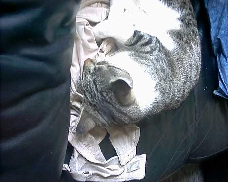 Huskat Pjerrot billede 7