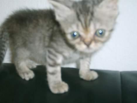 Blanding af racer Lillefod billede 2