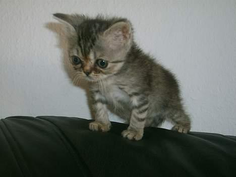 Blanding af racer Lillefod billede 3