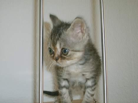 Blanding af racer Lillefod billede 4