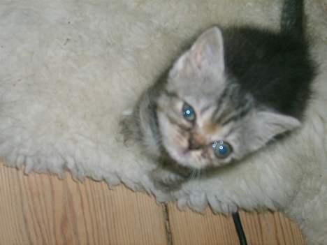 Blanding af racer Lillefod billede 5