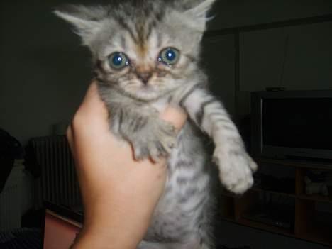 Blanding af racer Lillefod billede 6