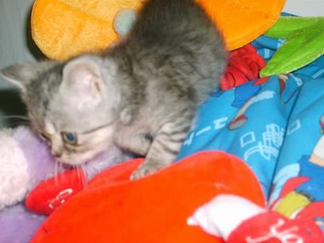 Blanding af racer Lillefod billede 7