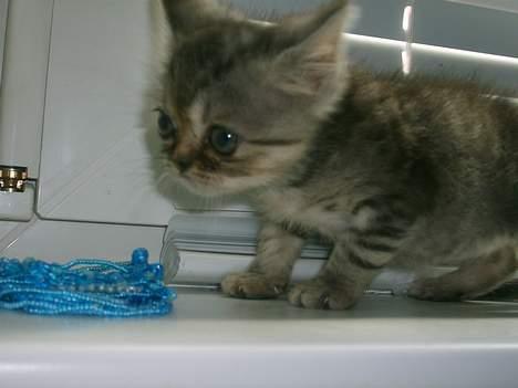 Blanding af racer Lillefod billede 8