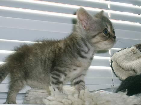 Blanding af racer Lillefod billede 9