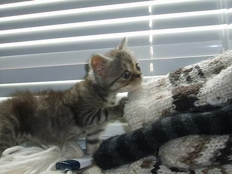 Blanding af racer Lillefod billede 10