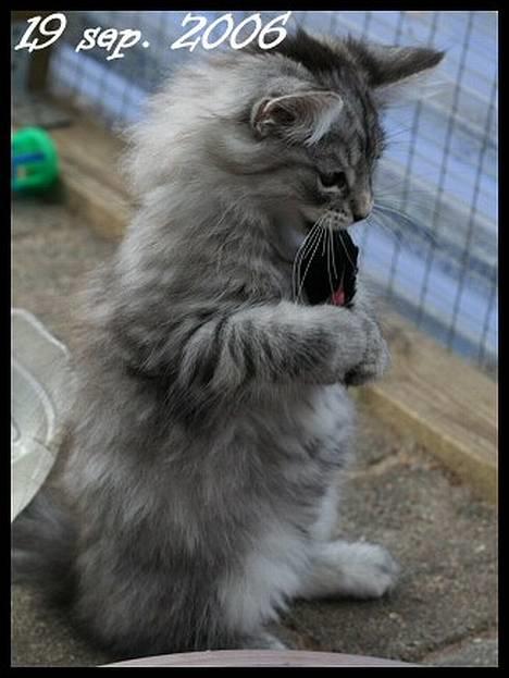 Norsk Skovkat Buum-Cats Diesella billede 1