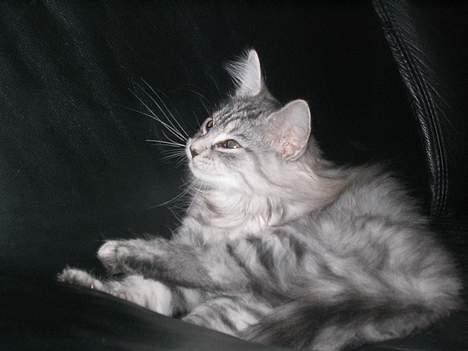 Norsk Skovkat Buum-Cats Diesella billede 2