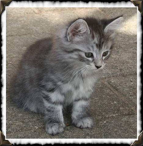 Norsk Skovkat Buum-Cats Diesella billede 3