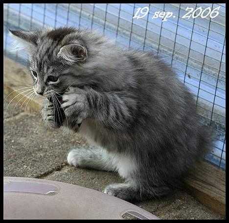 Norsk Skovkat Buum-Cats Diesella billede 4